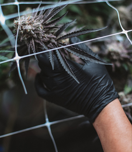 Controlled hydroponic cultivation systems